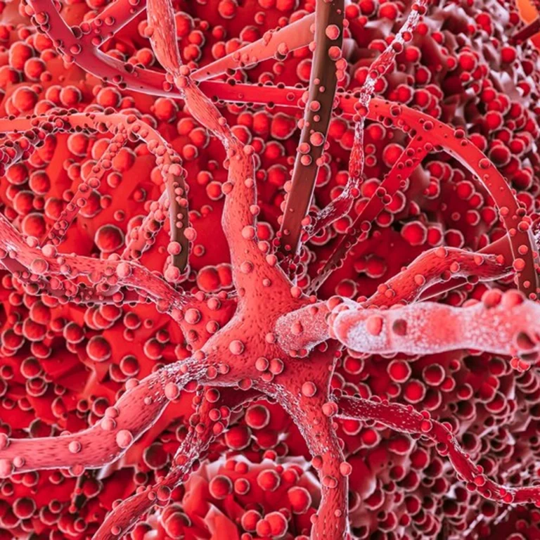 Icon for circulation and vascular health